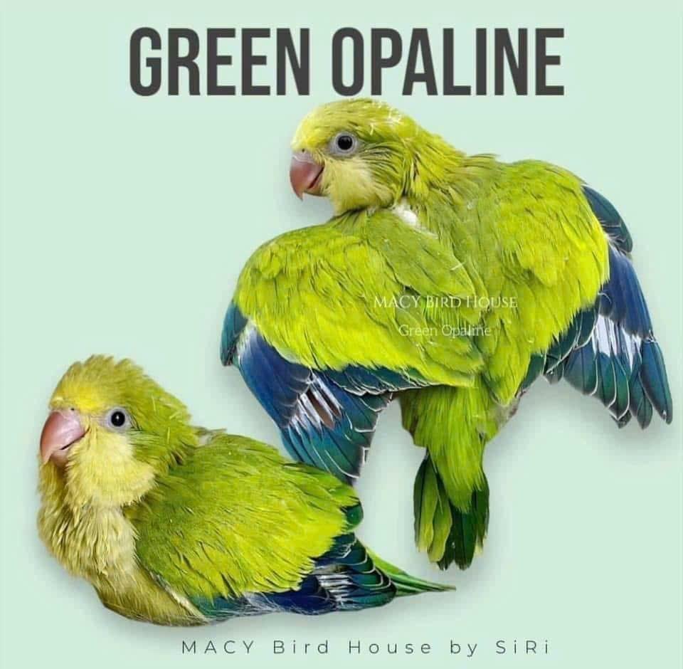 Koupím tyto barevné mutace