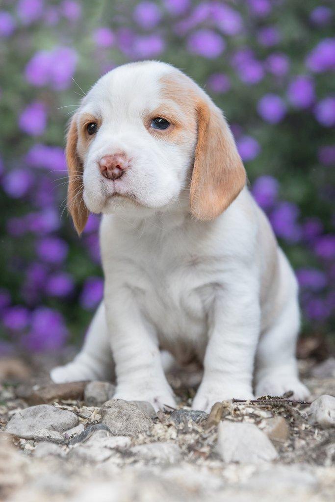 Beagle s PP