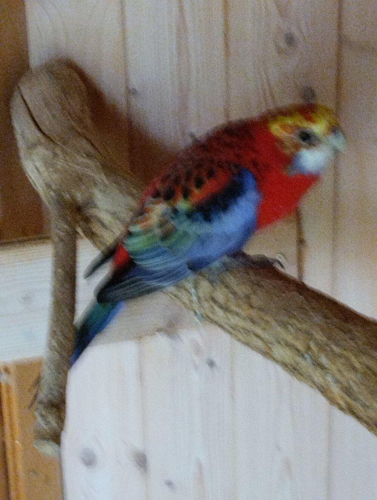 Prodám rozela žlutohlava opálín