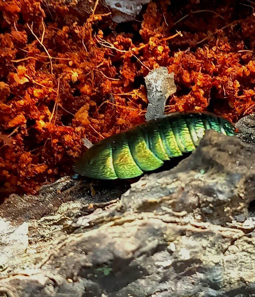 Corydidarum magnifica