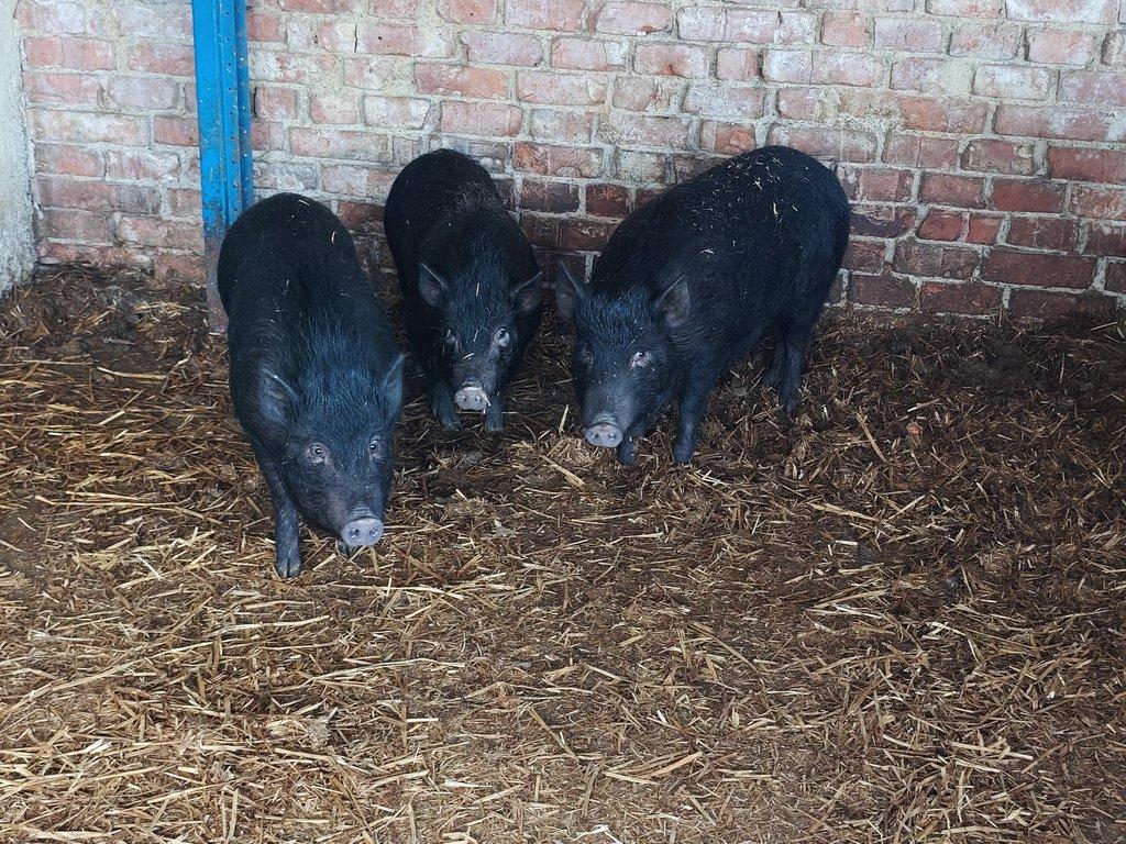 Prodám mladé sviňky