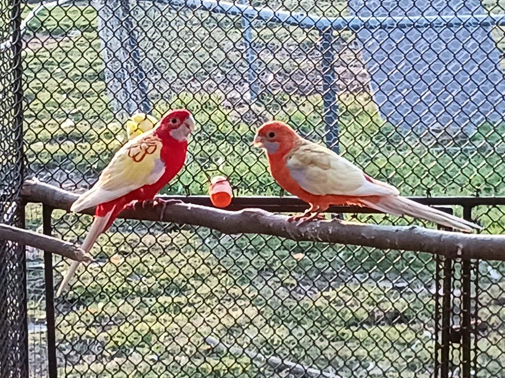 Papoušek horský, Penant zlatý pastel