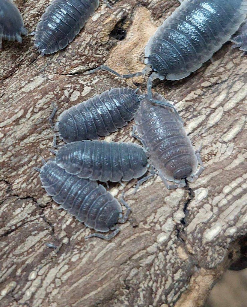 ISOPODA - Hobby druhy - aktualizovaný seznam