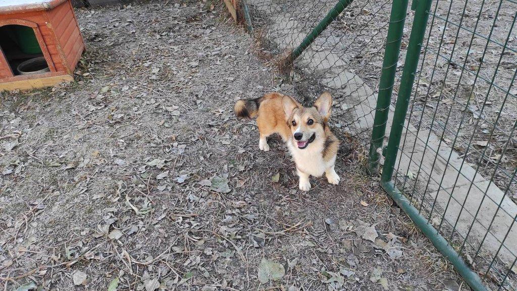 Welsh Corgi Pembroke
