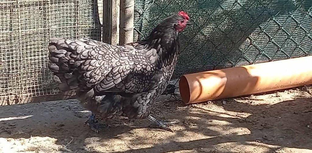 Násadová vejce Australky velké černé a modré s lemy