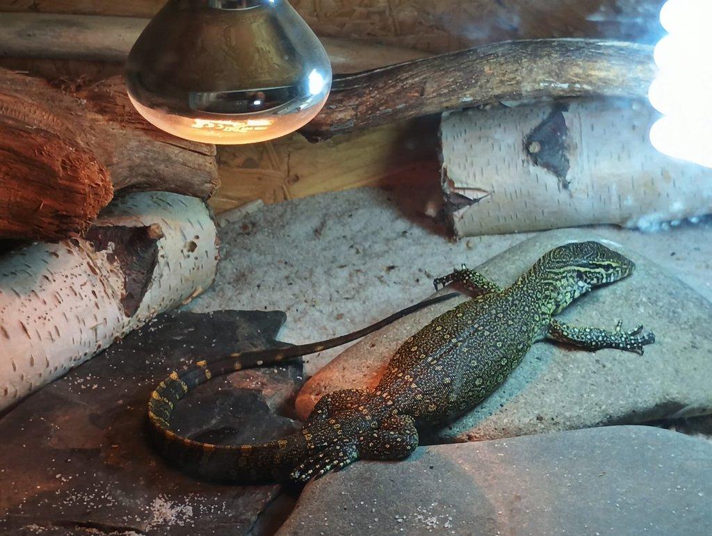 VARAN NILSKÝ (varanus niloticus)