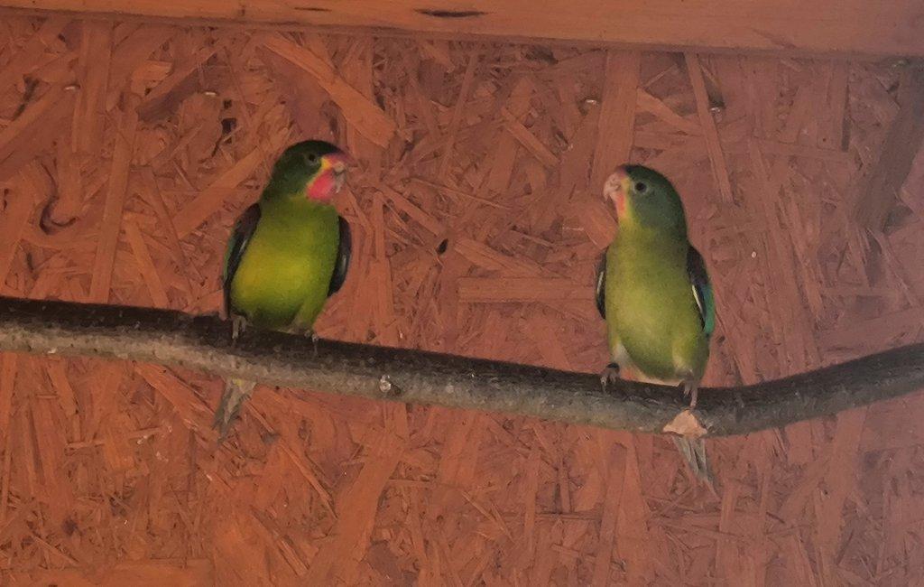 Prodám Latam vlaštovčí-pár