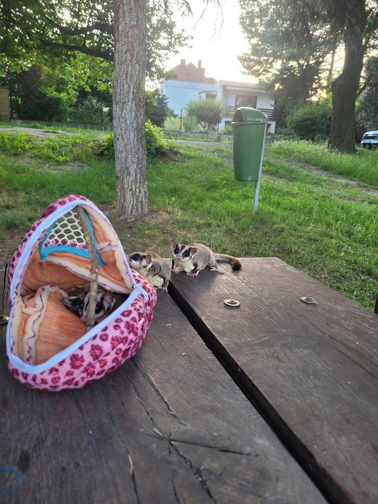 Nabízím 3 samice sugar glider ( Vakoveverka) – pouze jako celek