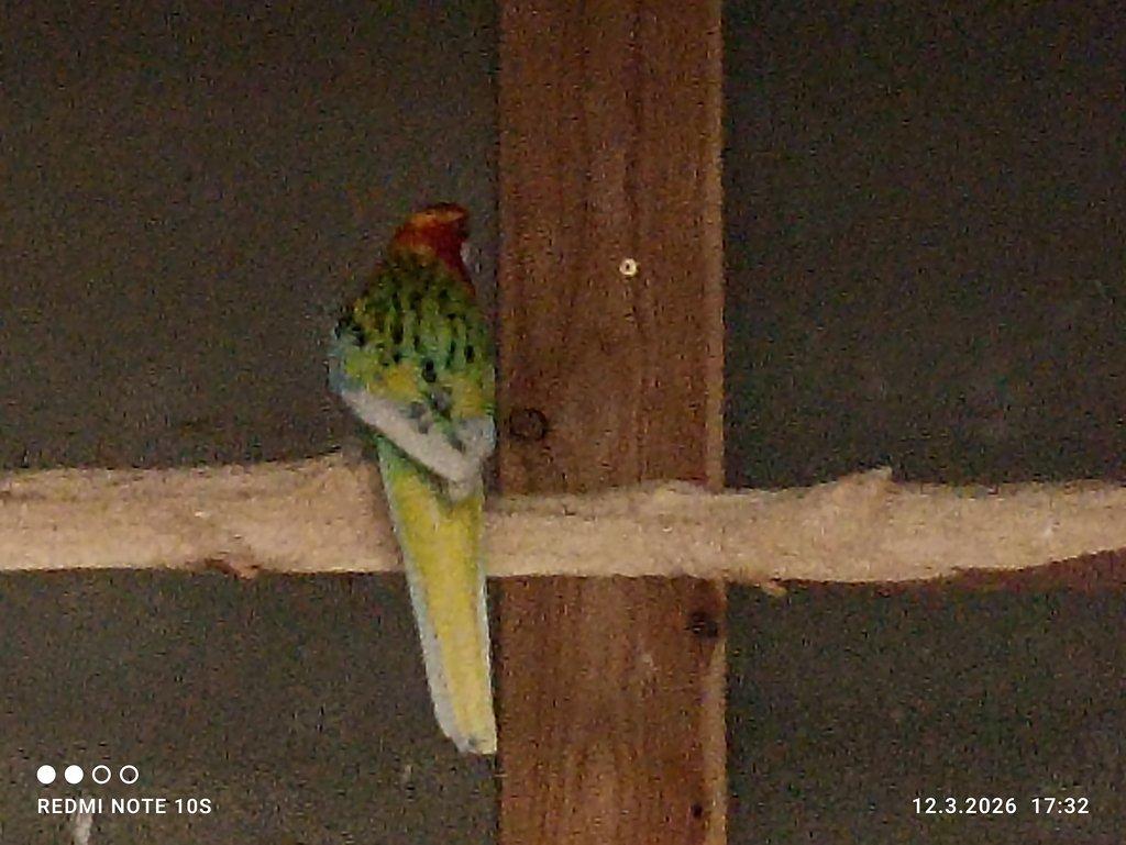 1.0 rosela pestrá.straka štěp na černé