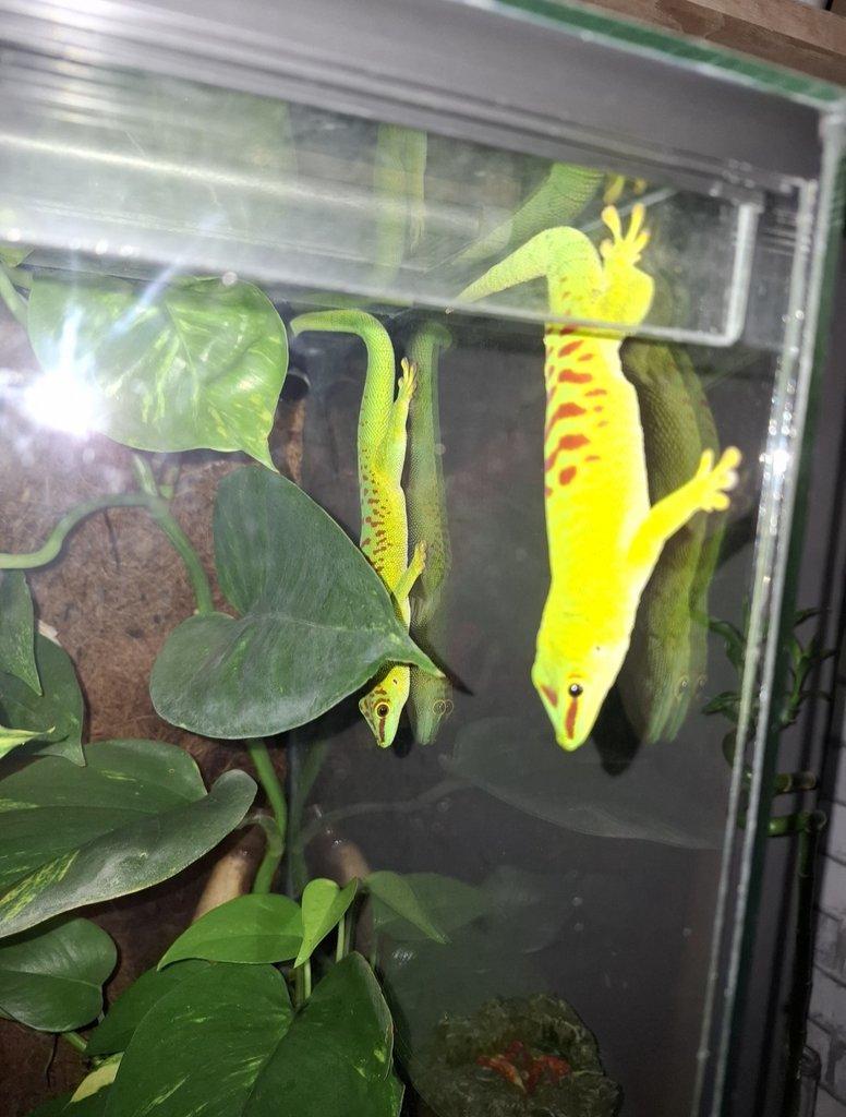 Felsumy madagaskarské