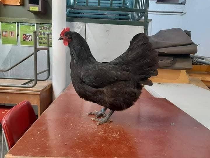 Násadová vejce Australky velké černé a modré s lemy