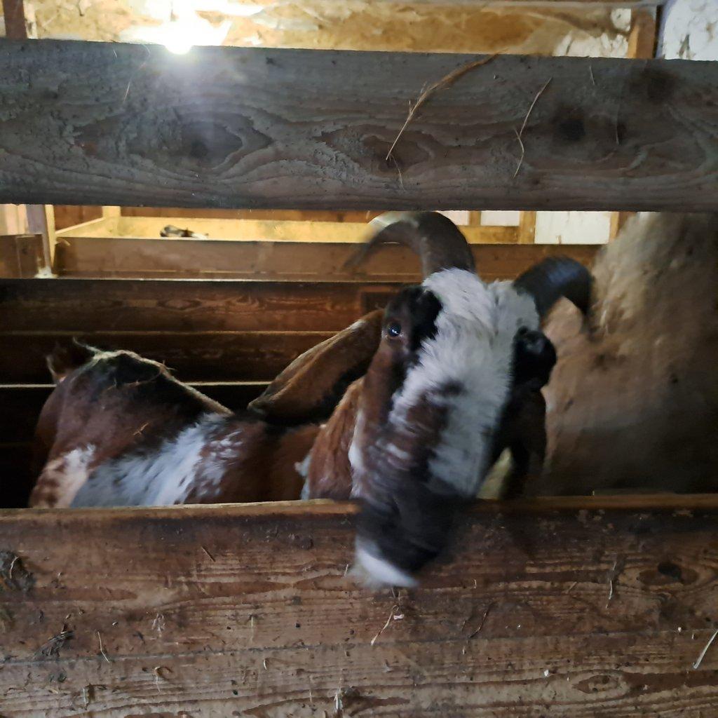 8 letý kastrovaný kozel