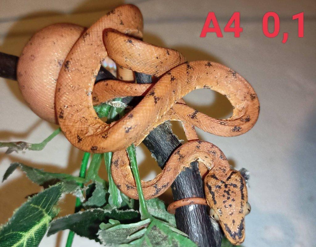 3,4 Corallus hortulanus CB 9/24
