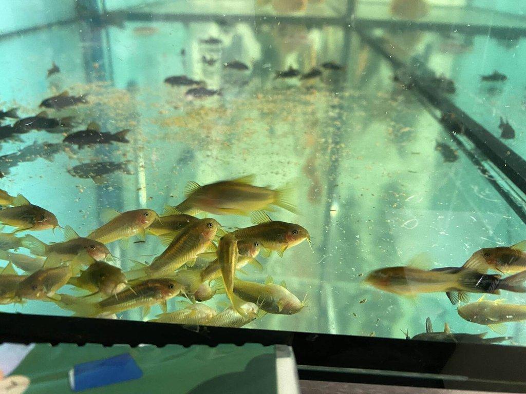 Corydoras gold laser sp. CW010