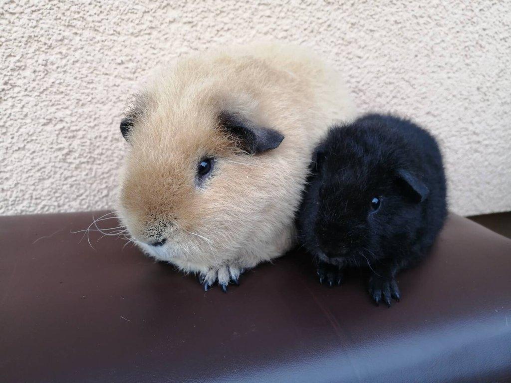 Samečci US Teddy