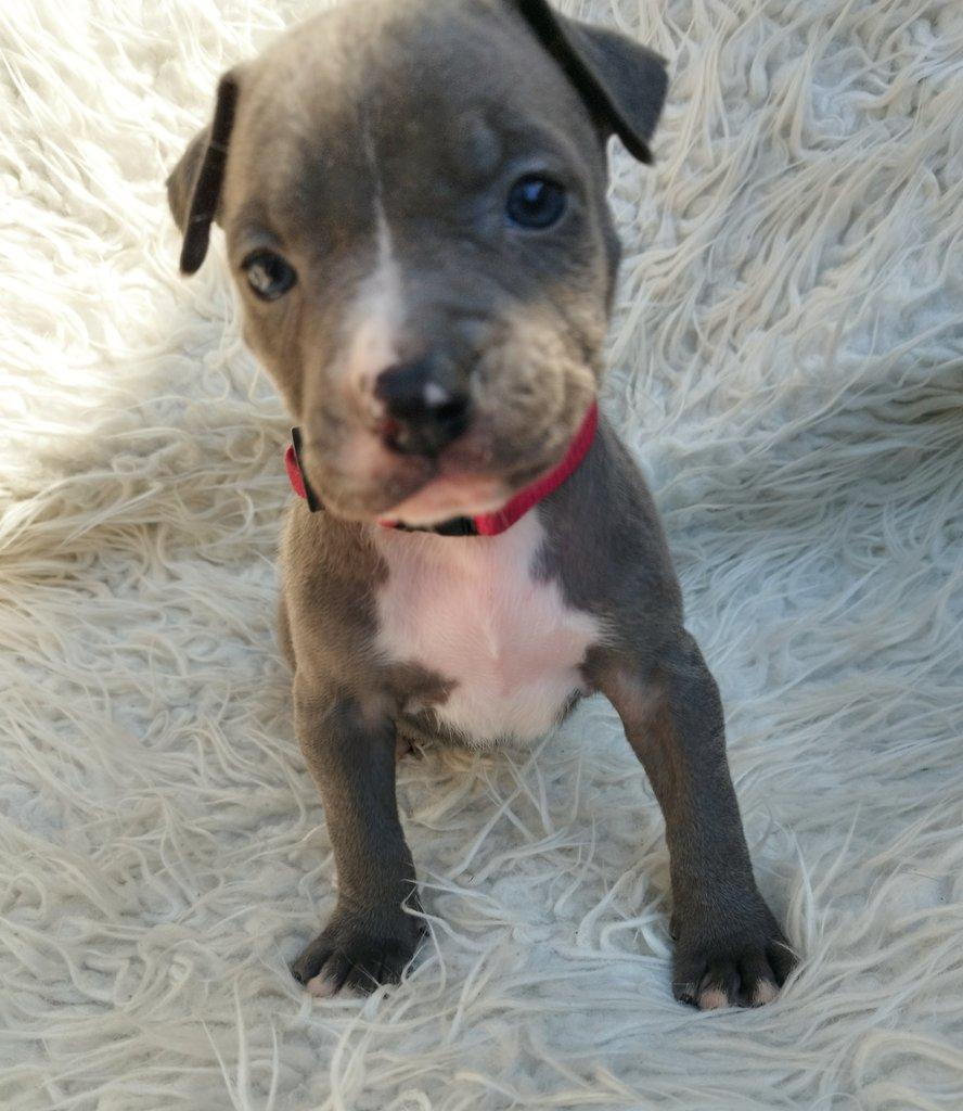 Amstaff
