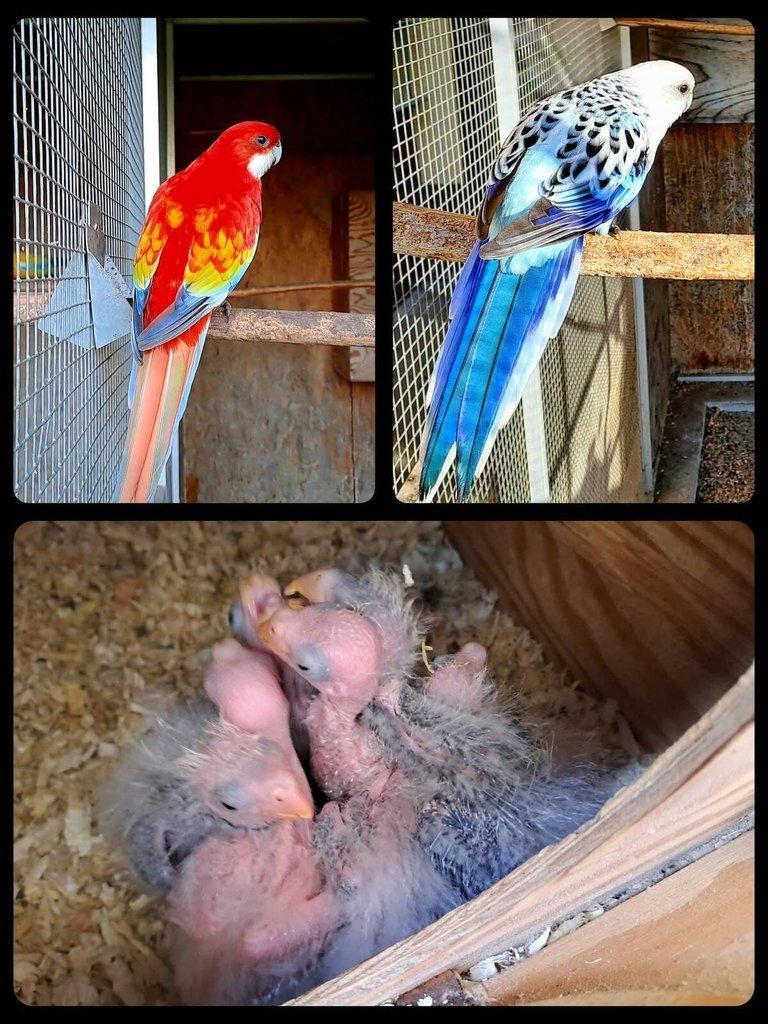 Rozela Goldmantel - přírodní / zlatá, modrá, opalin