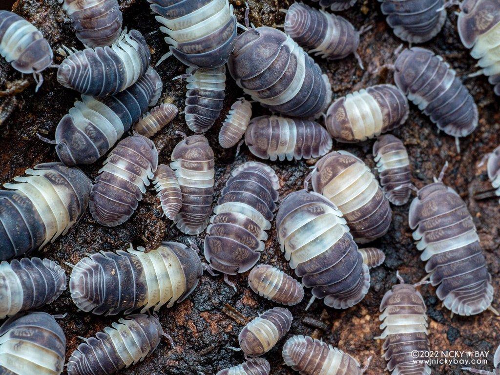Cubaris sp. Panda King