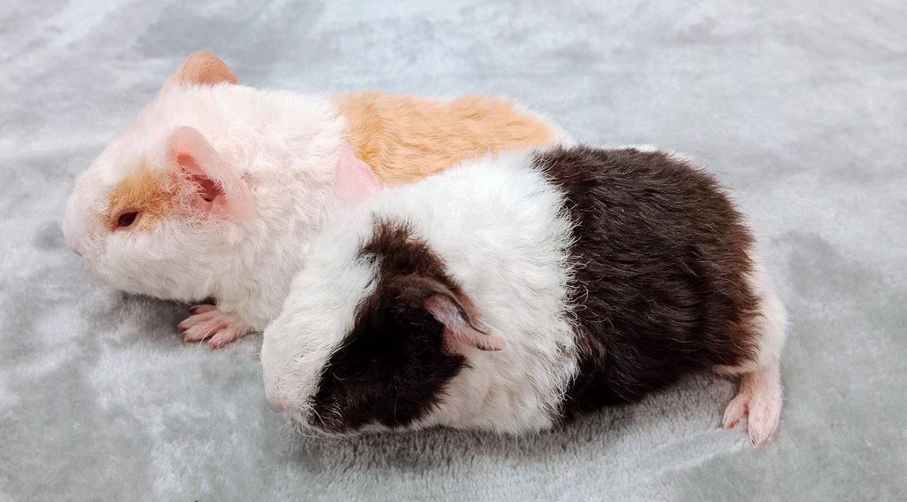 Morče US Teddy na prodej