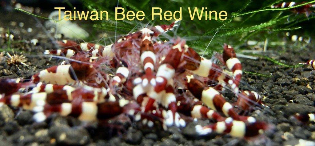 TOP PREMIUM AKVA KREVETKY Caridina a Neocaridina - Odchovy
