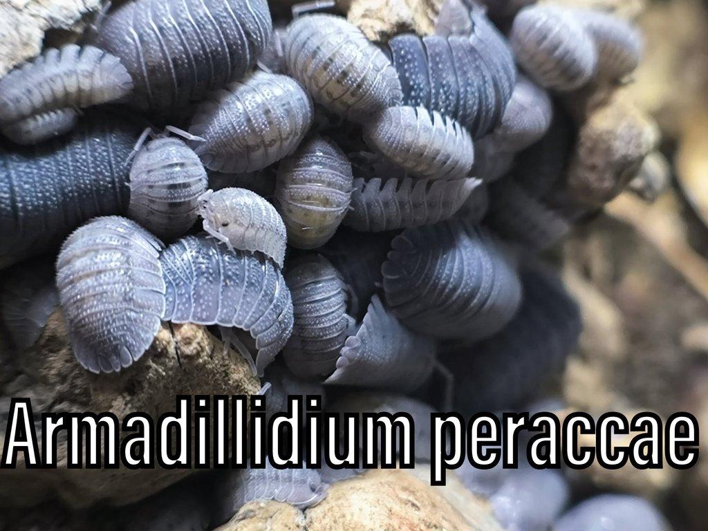 Isopody, mnohonožky, chvostoskoci ŽE 6.9., posílám