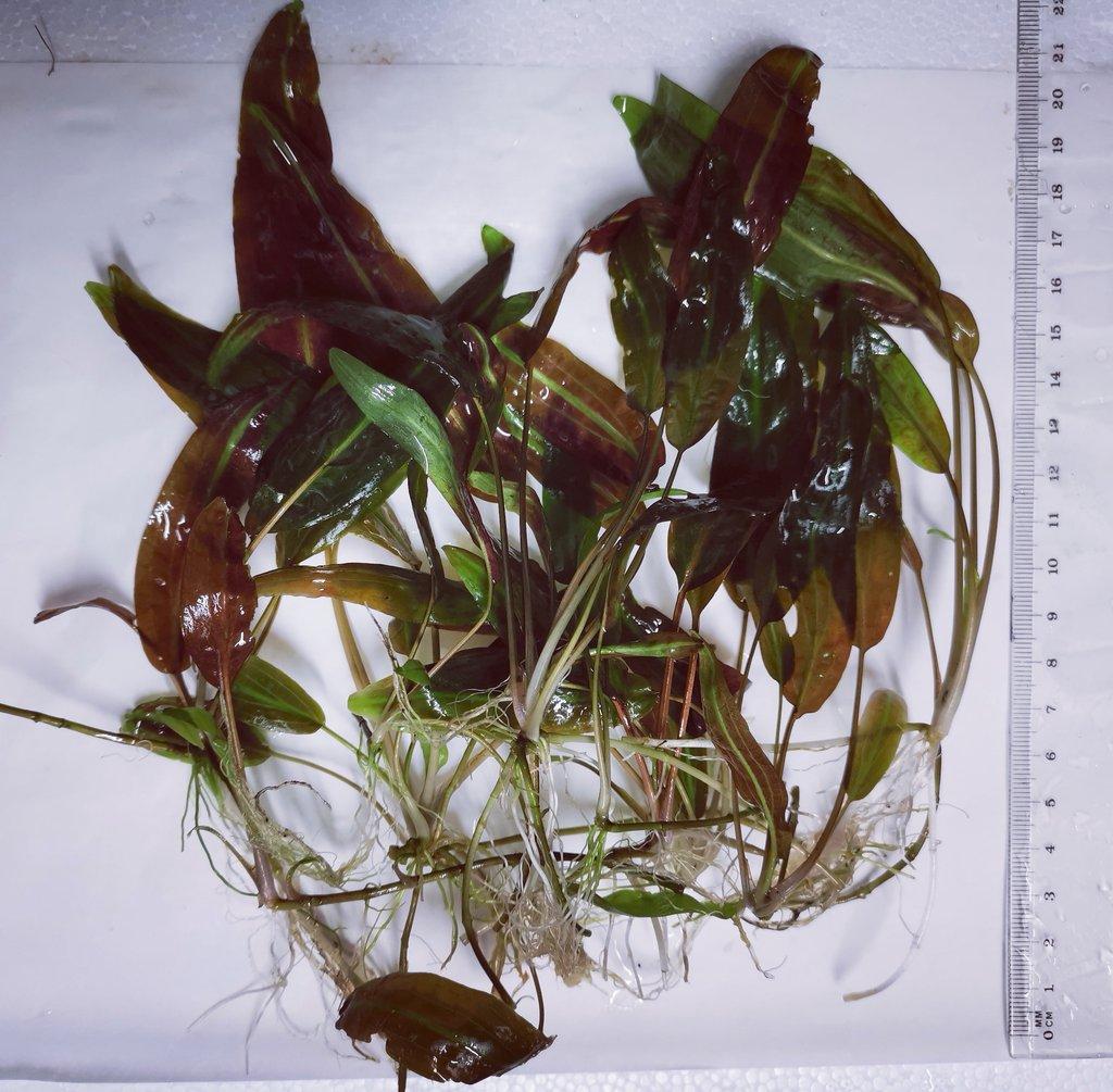 Cryptocoryne affinisis