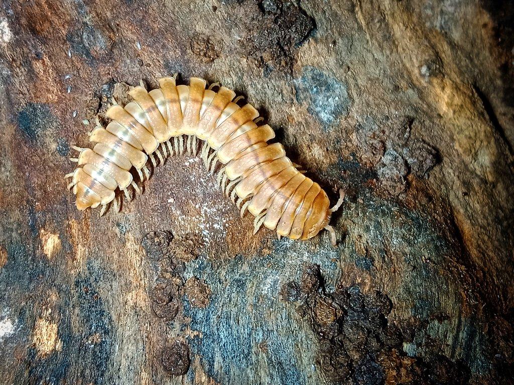 Coromus sp chocolate togo mnohonožky