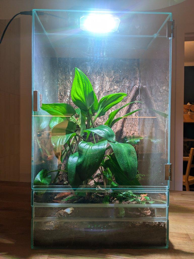 Terárium s rostlinami
