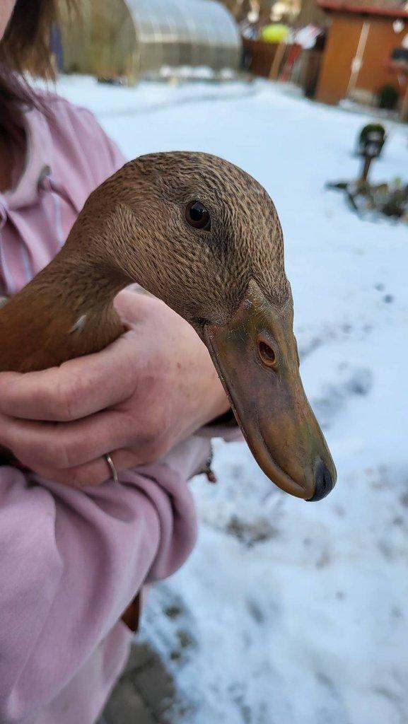Indicky běžec