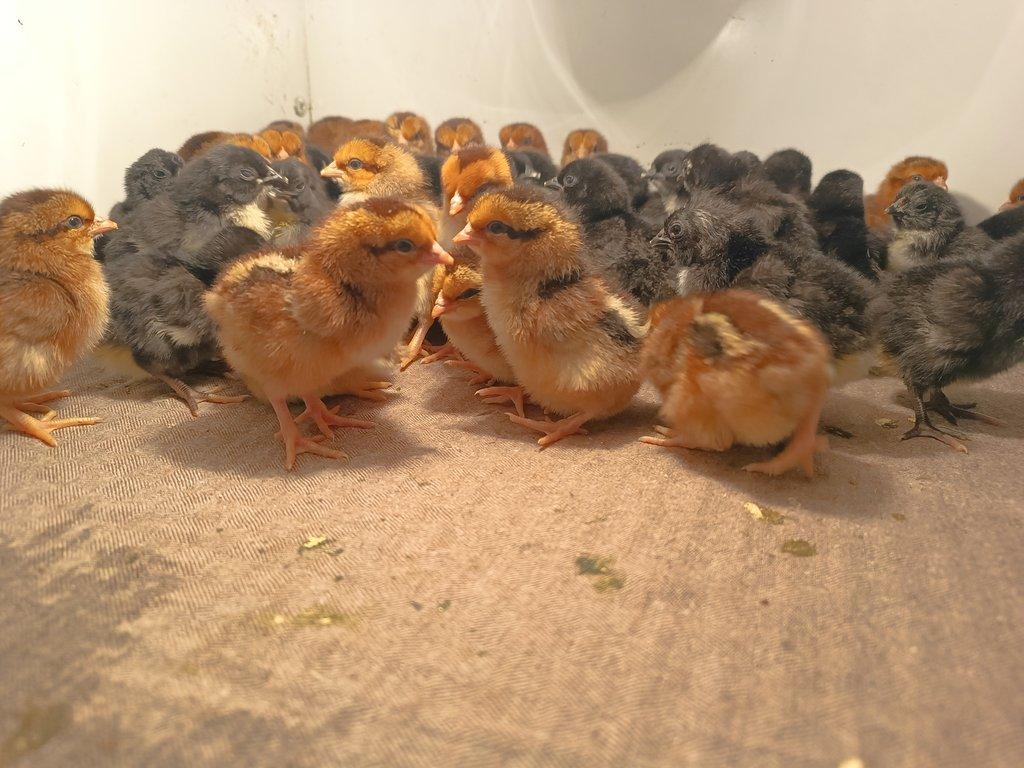 Prodám kuřata zdrobnělé australky černé a velsumky rezavě koroptví.