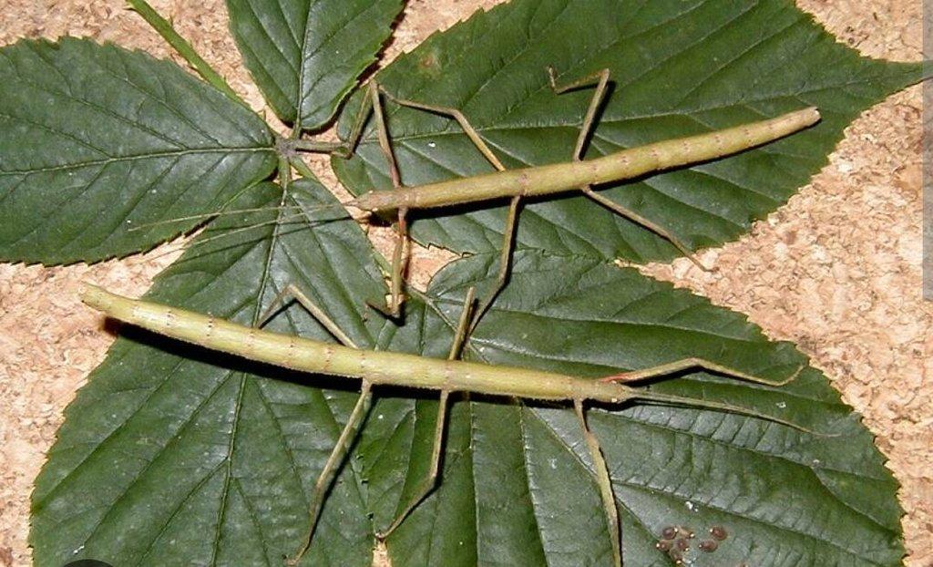 Strašilky, Pakobylky různé