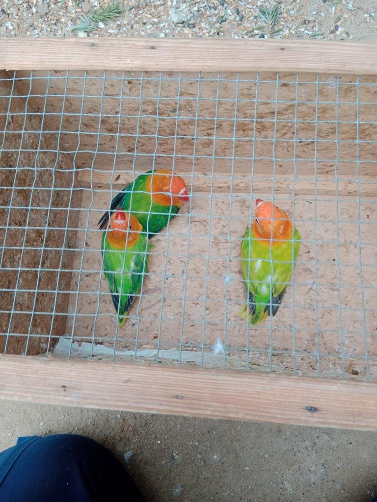 Prodám Fischer opalin