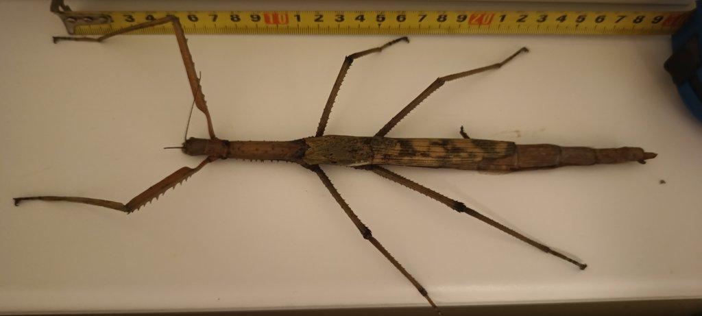 Acrophylla wuelfingi