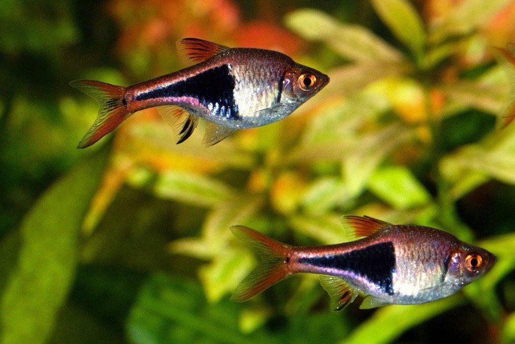Razbora klínoskvrnná - Trigonostigma heteromorpha