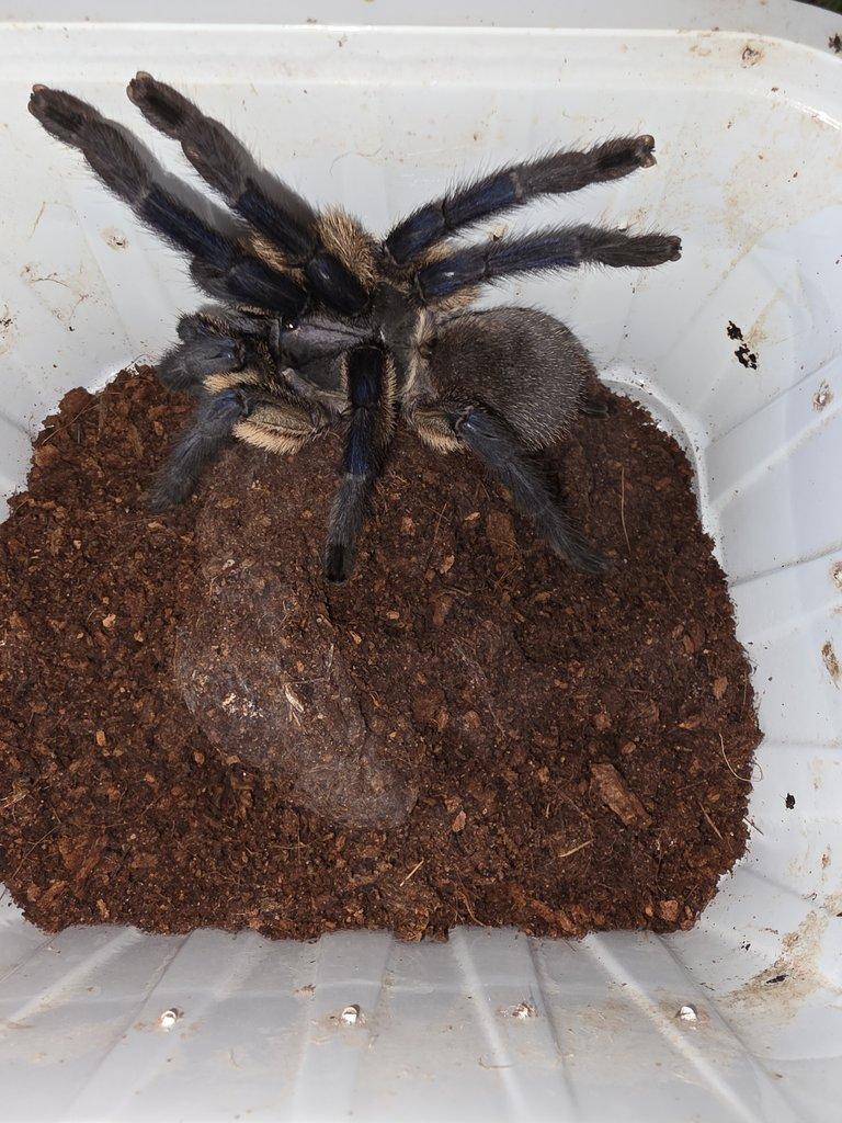 Monocentropus balfouri-samice