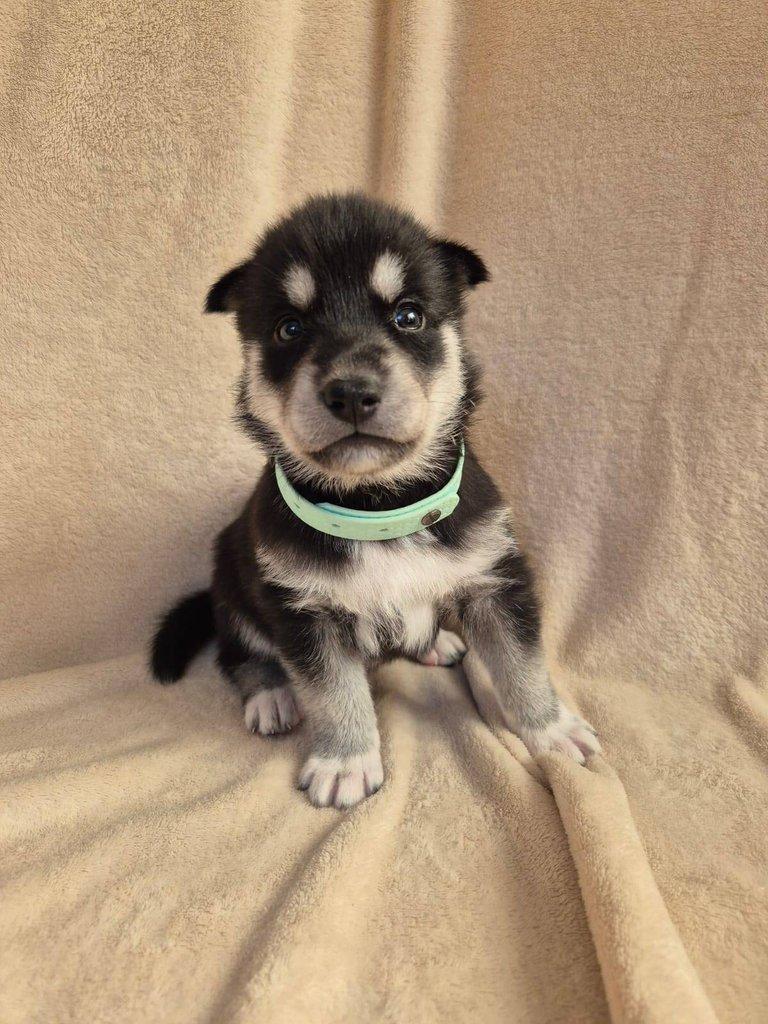 Štěňata Sibiřský husky