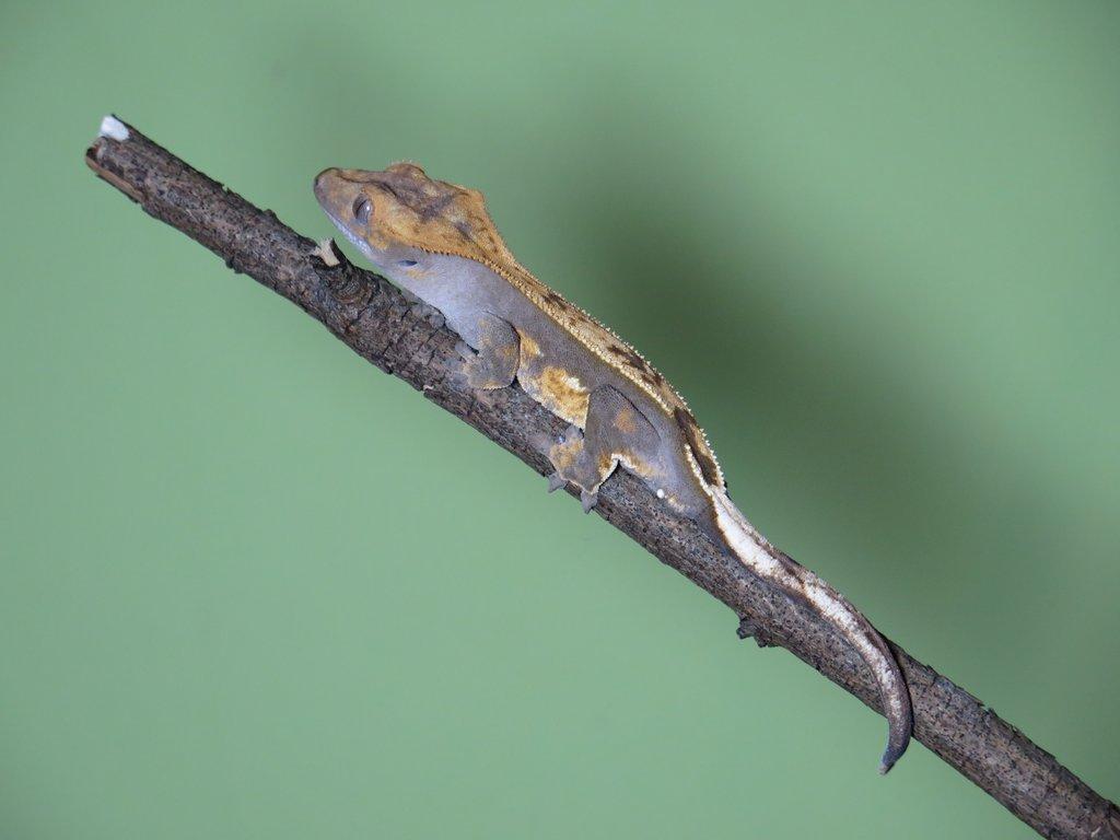 Pagekon řasnatý 1,0