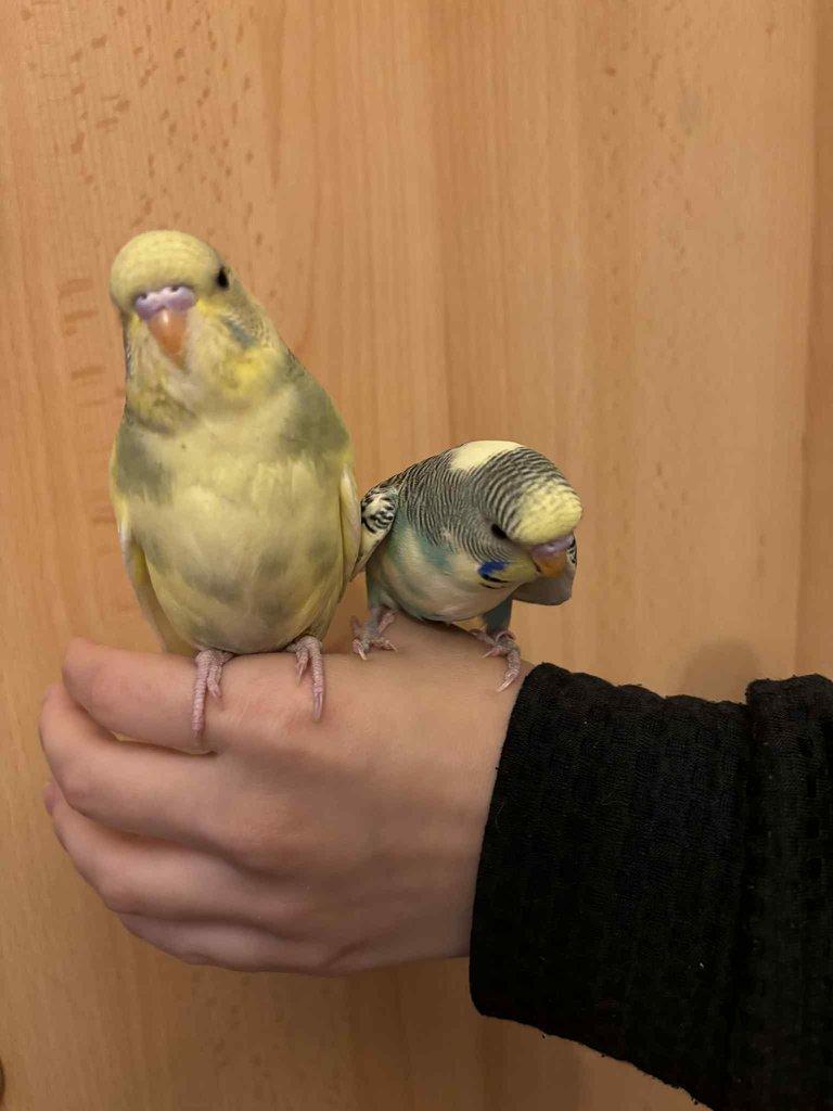 Prodám mladé andulky po vylétnutí z budky