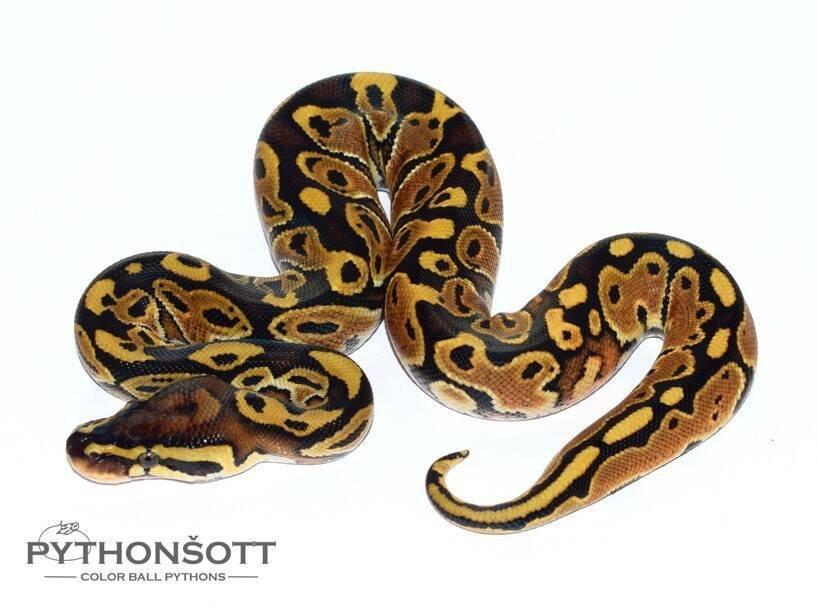 MLÁĎATA KRAJTY KRÁLOVSKÉ (Python regius)