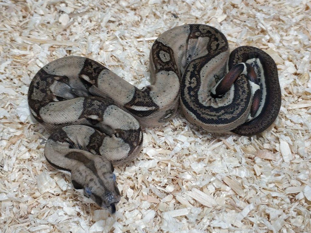Boa imperator - Normal a Hypo 66% het Sterling VPI