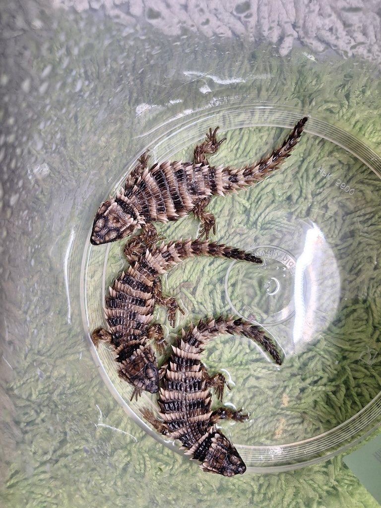 Ouroborus cataphractus