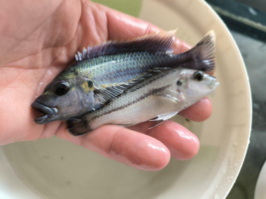 Malawi&Tanganika duben 2026