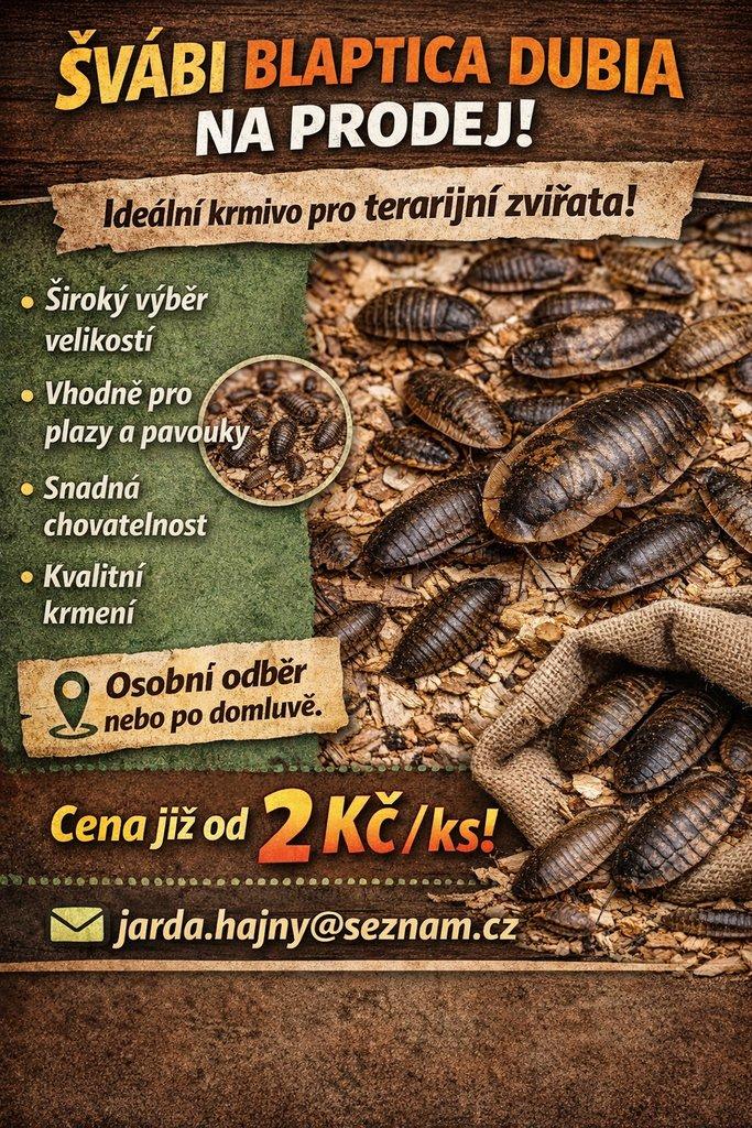 ŽIVÉ KRMENÍ ŠVÁB BLAPTICA DUBIA