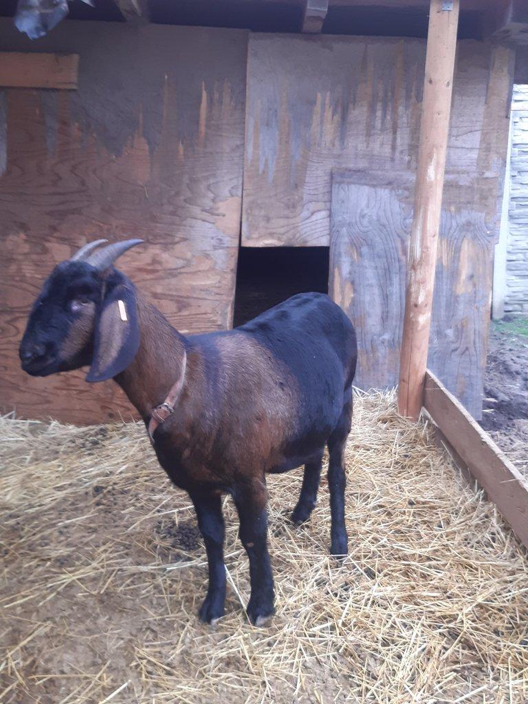 Anglonubijská koza podílová s POP