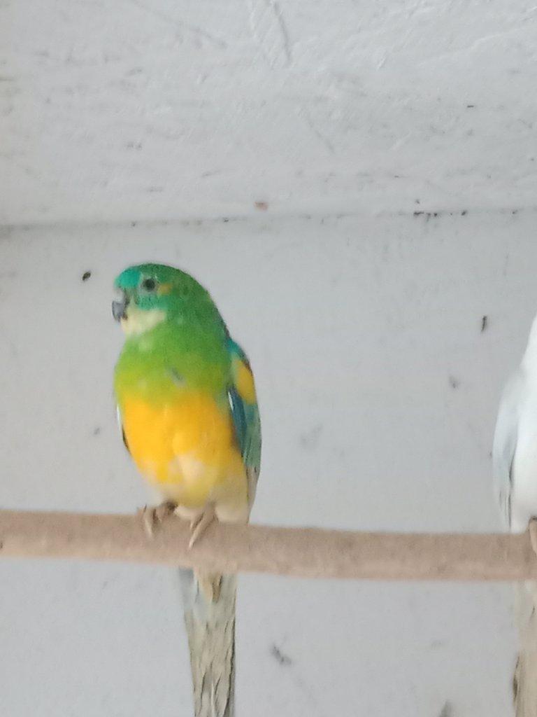 Prodám  papoušek zpěvavý