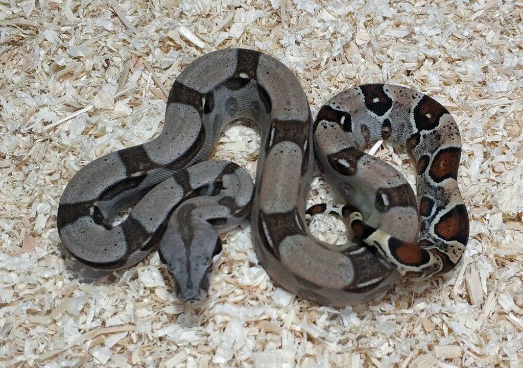 Boa imperator- Sharp Sunglow 66% het Sterling,Hypo Sterling