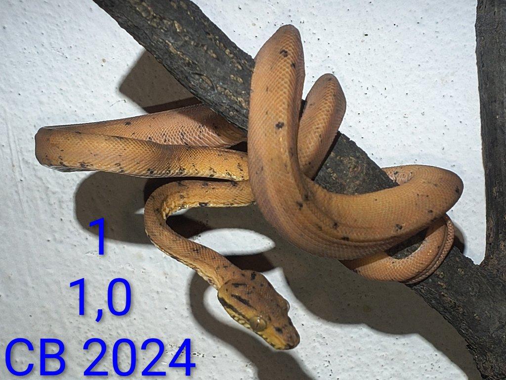 G. boulengeri, C. hortulanus, P. o. lindheimeri