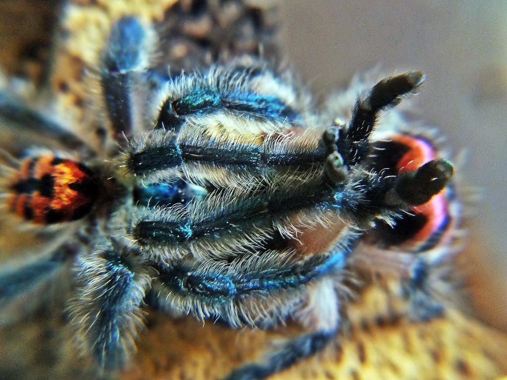 SpidersForge for Ostrava 31.08 prorders -15%