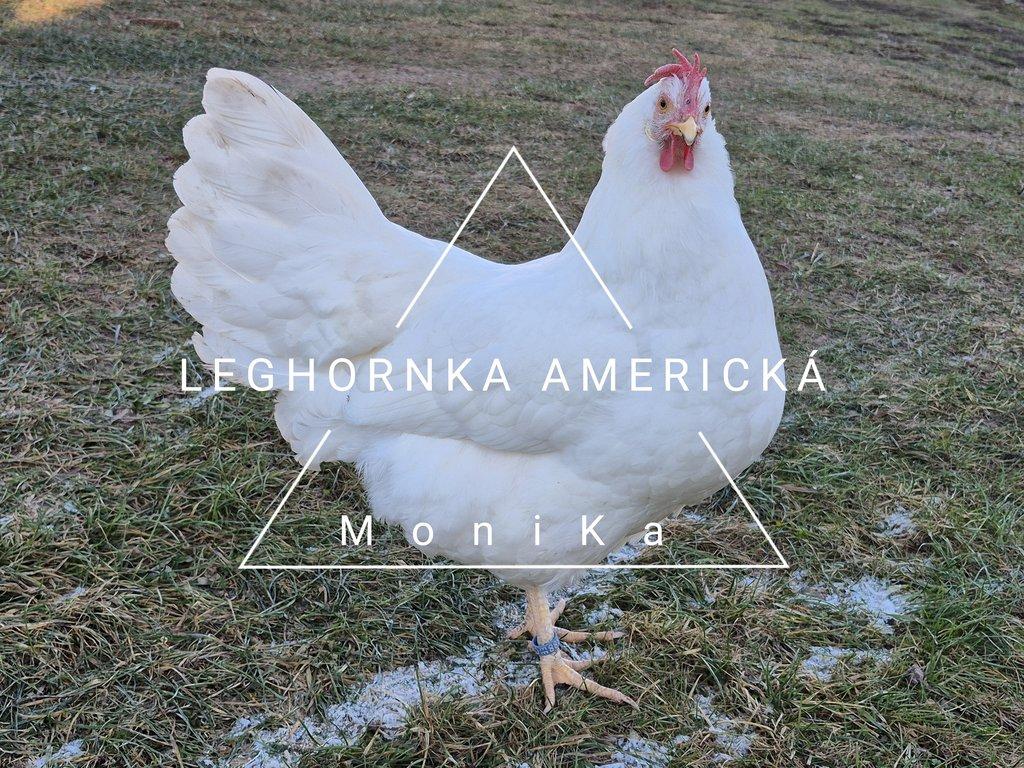 Násadová vajíčka leghornka americká bílá