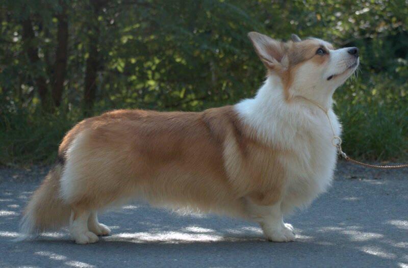 Welsh corgi pembroke